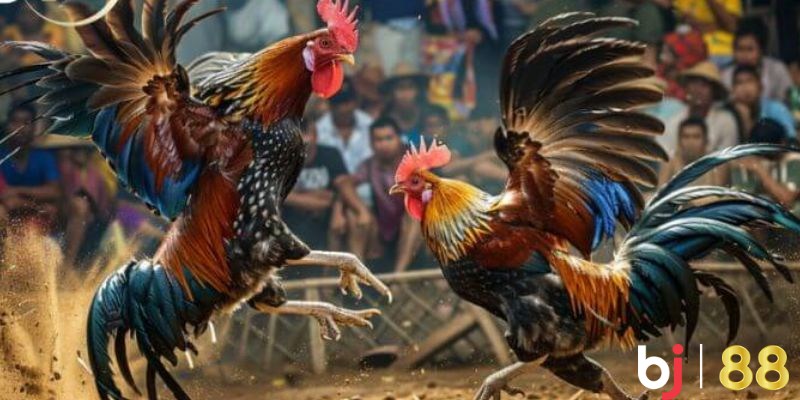 Các Loại Cược Phổ Biến Trong Đá Gà Thomo BJ88
