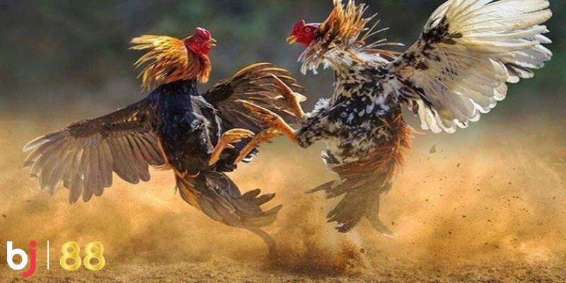 Cách tham gia trực tiếp đá gà tại BJ88