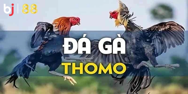 Đá Gà Thomo Là Gì