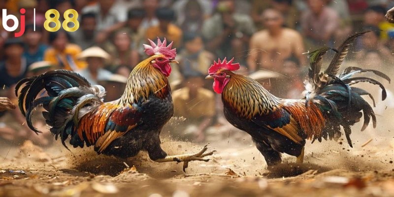 Danh sách những lợi ích khi chơi đá gà thomo tại BJ88